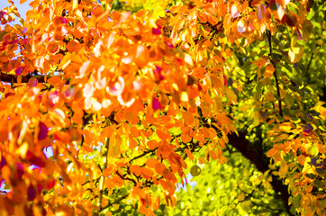 A beech tree in autumnal colours agianst a blue sky during October. Background texture. Vsemena year. Season of nature
