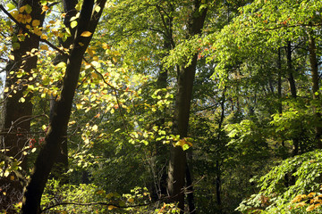 die jungfernheide