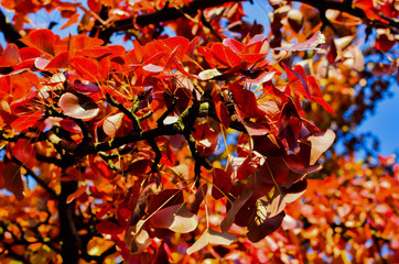 Autumn leaves gragient close up background. Brown, red, orange, yellow and green foliage. Bright positive colors.