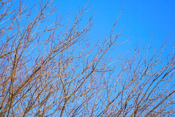 Fototapeta na wymiar Tree branch without leaves against the blue sky