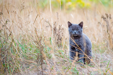 A beautiful gray cat sits in the dry grass.
