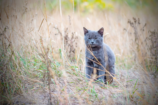 A beautiful gray cat sits in the dry grass. Photos with vignetting.
