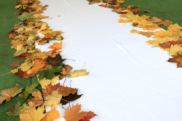 White autumn path
