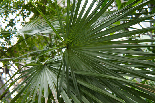 Fototapeta Chamaerops humilis mediterranean fan palm green leaves