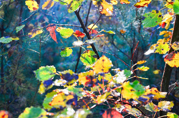 Obraz na płótnie Canvas After the rain in the forest. We drop water on the branches of trees. Morning autumn dew on yellow leaves against the background of light from the sun