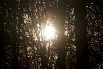 Sun Shot Through The Trees