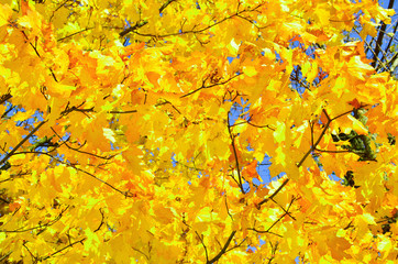 Bright colorful yellow autumn maple leaves, tree branch. Warm November