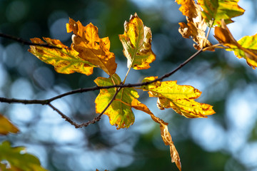 Herbstimpression
