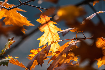 Fototapeta na wymiar Herbstimpression