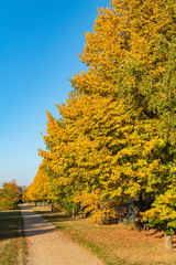 Naklejka premium Trees with colorful autumn leaves at a small path in the sunlight in Berlin, Germany.