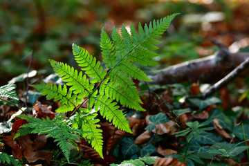 Farn im Wald
