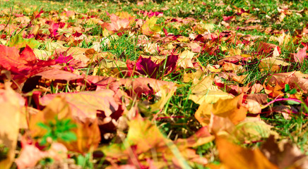 Yellow maple leaves fallen from trees on the ground in green grass