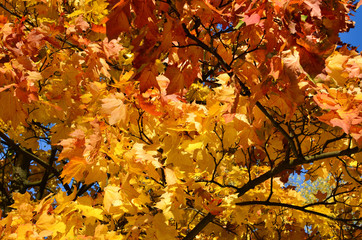 Autumn in the city park. Warm Oktyar. Autumn maple leaves on the branches of trees. Bright saturated yellow and red color, background.