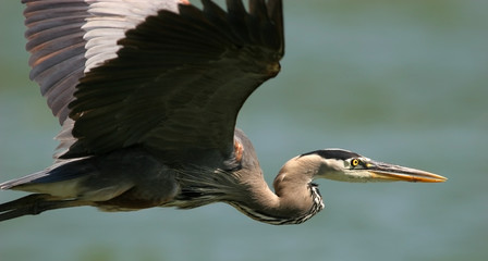 Great Blue Heron in Flight