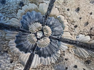 D&eacute;cor de coquillages 