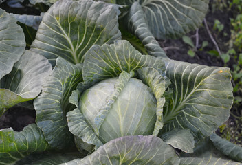 Mature headed cabbage in a vegetable garden.
