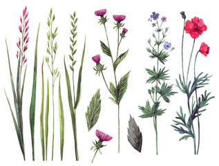 Fototapeta na wymiar Set of watercolor wild herbs and flowers. Hand-drawn floral elements.