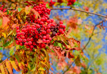 Big bunch of rowan on a tree against the green leaves. Home medical medicine. Healthy berry for health. Winter food for birds