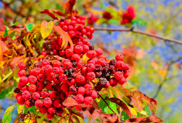 Big bunch of rowan on a tree against the green leaves. Home medical medicine. Healthy berry for health. Winter food for birds