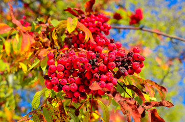 Big bunch of rowan on a tree against the green leaves. Home medical medicine. Healthy berry for health. Winter food for birds