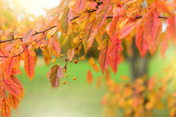 Naklejka na ściany i meble Red autumn leaves and yellow berries background
