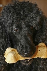Poodle With Bone