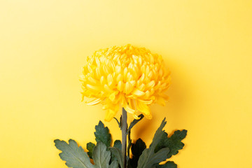 Yellow chrysanthemum flower on yellow background. Symbol of power, weath. Top view.