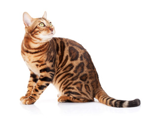 Bengal cat looking up