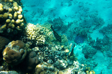 Naklejka na ściany i meble Coral reef on sandy bottom background