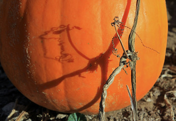 Pumpkin vine and shadow on the ripe pumpkin