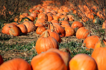 Ripe orange pumpkins in the pumpkin patch