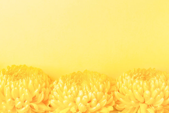 Fototapeta Three yellow chrysanthemum flowers on yellow background. Symbol of power, weath. Top view.