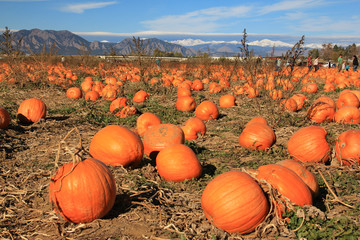 Ripe orange pumpkins in the pumpkin patch
