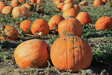 Dirty pumpkins on the ground