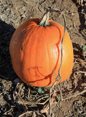 Pumpkin in the dirt