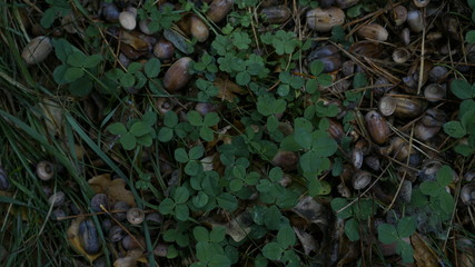 Herbst im Wald