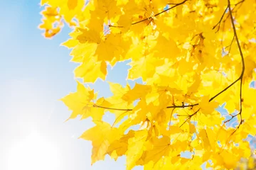 Wallpaper murals Trees Bright yellow leaves of maple tree on blue sky background. Beautiful yellow tree in the park