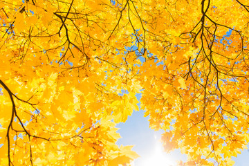 Bright yellow leaves of maple tree on blue sky background. Beautiful yellow tree in the park © alexander132