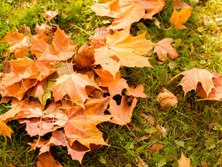 Beautiful nature background. Fallen autumn leaves on grass