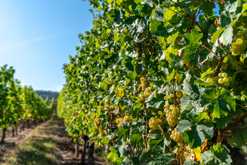 Green Grapes on Vine in Baden-Württemberg, Germany