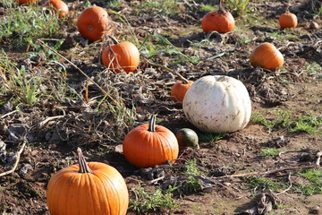 Fototapeta premium oange and white pumpkins in a arm patch