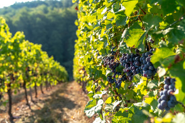 Grapes on Vine in Baden-W&uuml;rttemberg, Germany