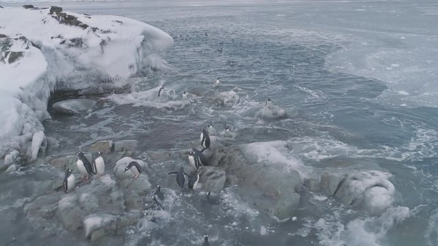 Aerial flight over close-up penguins on ice rocks. Antarctica polar ocean drone shot. Gentoo penguins stand on the ice covered stones, swim in frozen water. Habits of wild animals. 4k footage.