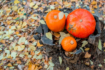 three orange pumpkins lie in the autumn forest on a wooden snag stump