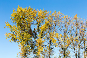 jesienne drzewa na niebieskim niebie © Arkadiusz