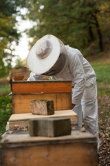 Imker beim kontrollieren der Bienen im Herbst