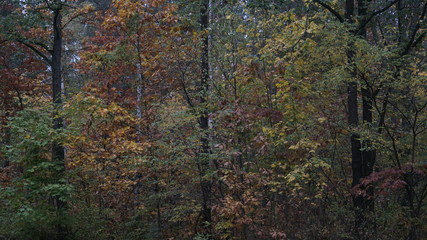 Fototapeta premium Herbst in Klotzsche