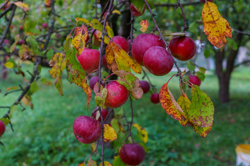Branch of apple trees bending under the weight of fruit. Autumn orchard.