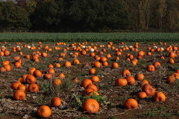 oange and white pumpkins in a arm patch