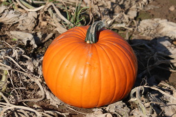 pumpkin patch halloween picking crop of orange pumpkins